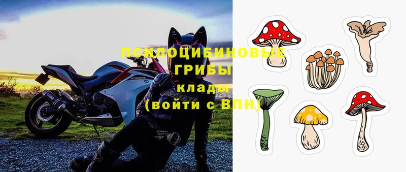 Галлюциногенные грибы Psilocybe  Вятские Поляны 